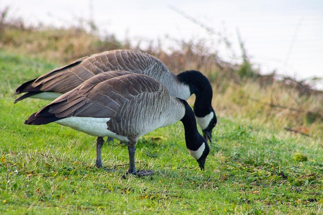 geese-640x480-29797635.jpeg