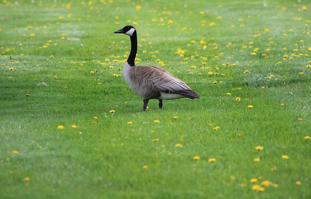 Expert Strategies for Preventing Geese Nesting: Control Services Guide