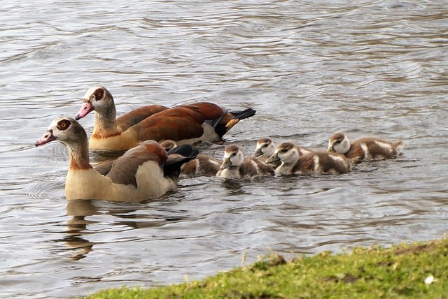 Navigating Geese Behavior: Humane Solutions for Effective Control & Coexistence