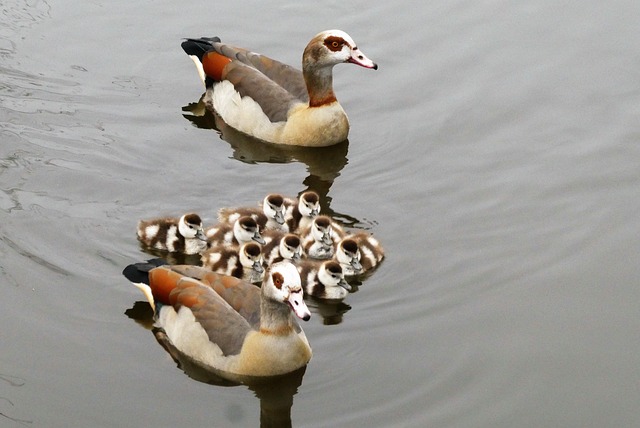 Geese Migration & Commercial Spaces: Preparing with Control Services