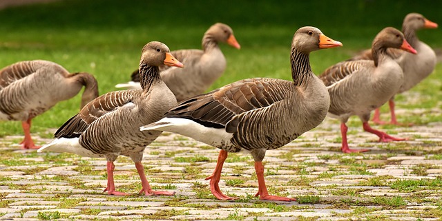 geese-640x480-59624929.jpeg
