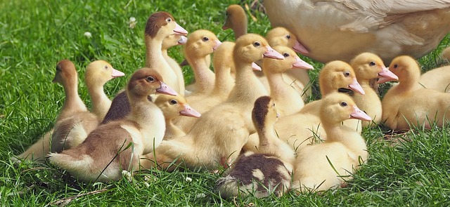 geese-640x480-59962073.jpeg