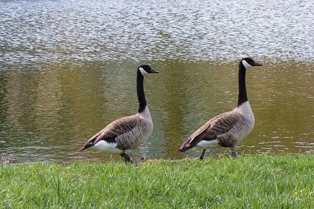 Geese Migration & Commercial Control: Prepare & Manage Seasonal Patterns