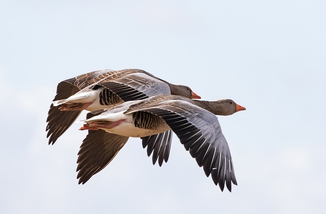 Visual & Auditory Deterrents for Commercial Geese Control Services