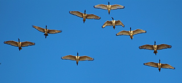 geese-640x480-78855172.jpeg
