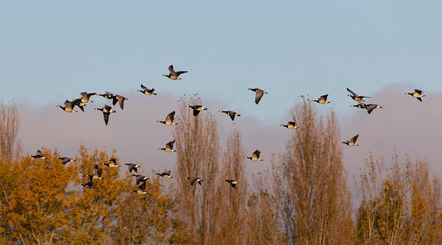 geese-640x480-8847444.jpeg