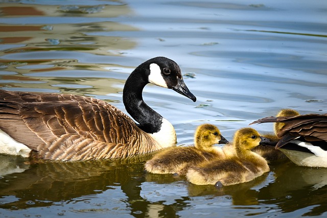 geese-640x480-96301898.jpeg