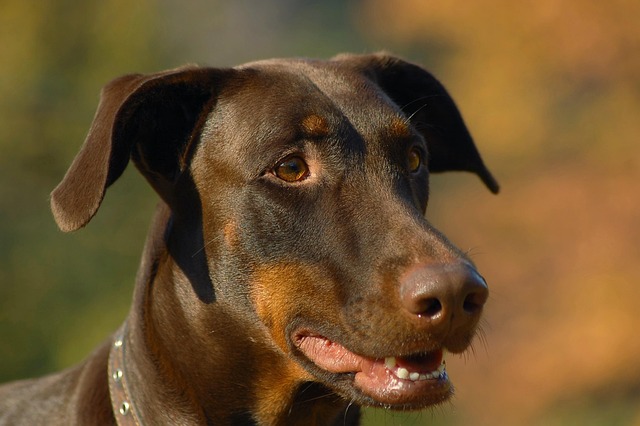 home security