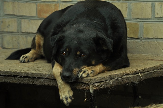 home security