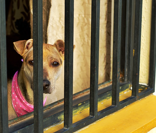 home security