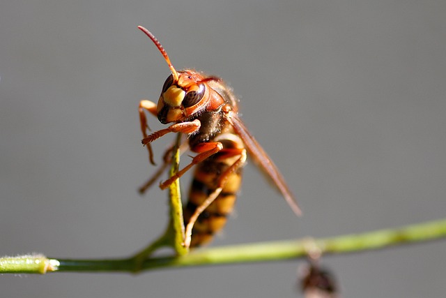 hornet-640x480-12845580.jpeg