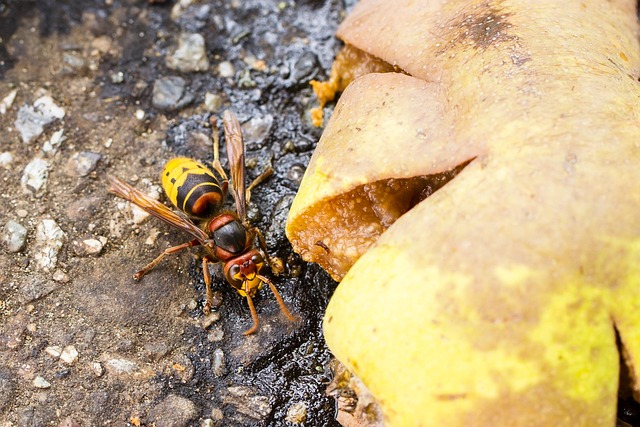 Residential Hornet Prevention: Customized Strategies for Safe, Peaceful Homes