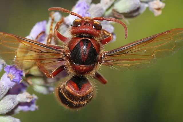 hornet-640x480-24114351.jpeg