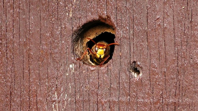 hornet-640x480-25967999.jpeg