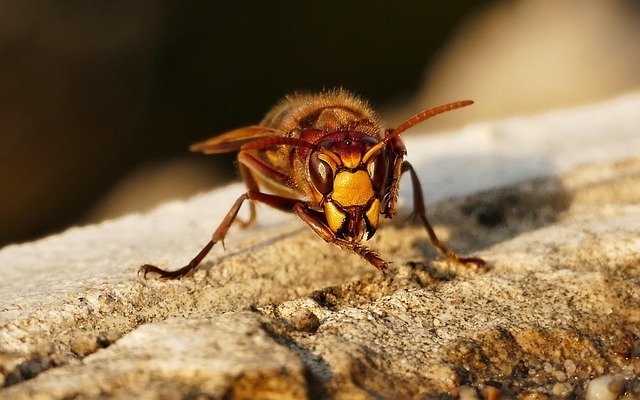 hornet-640x480-63440864.jpeg