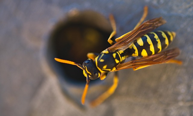 Eco-Friendly Hornet Prevention: Year-Round Strategies for Sustainable Control