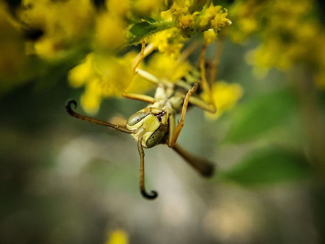 Comprehensive Guide to Professional Hornet Control & Prevention