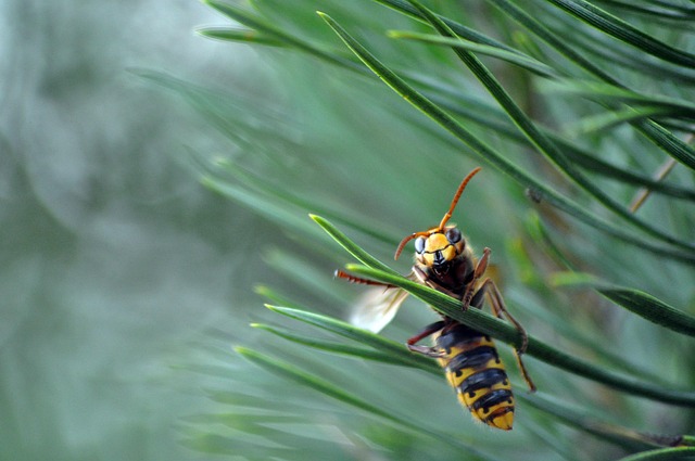 Eco-Friendly Hornet Prevention: Advanced Technologies for Long-Term Deterrence