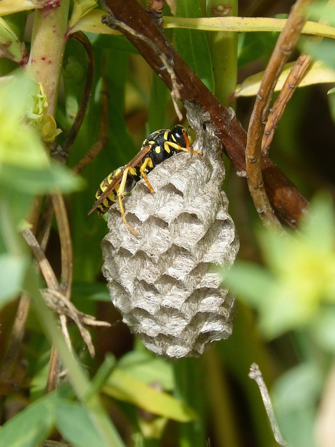 hornet-640x480-9771386.jpeg