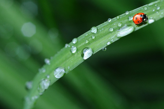 insect-640x480-17182661.jpeg
