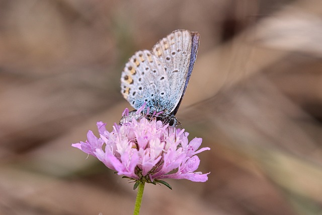 insect-640x480-19034262.jpeg