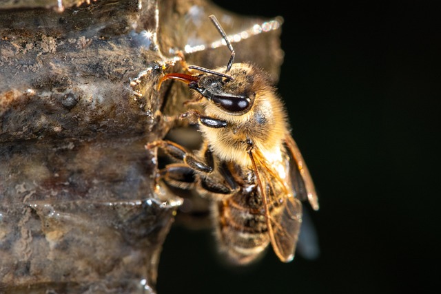 insect-640x480-23929276.jpeg