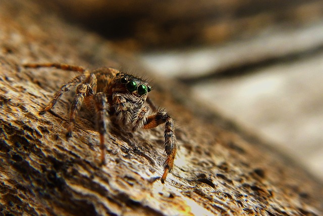insect-640x480-2455547.jpeg
