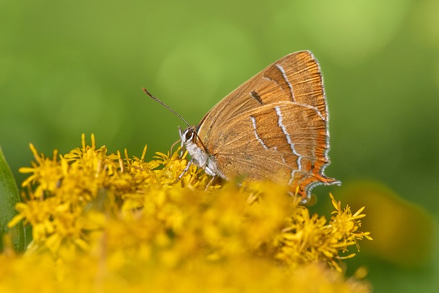 insect-640x480-31102301.jpeg