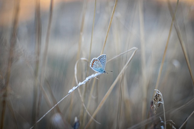 insect-640x480-3288343.jpeg