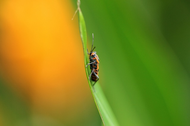 Fast-Response Residential Psocid Treatment: Effective Strategies for Urgent Infestations