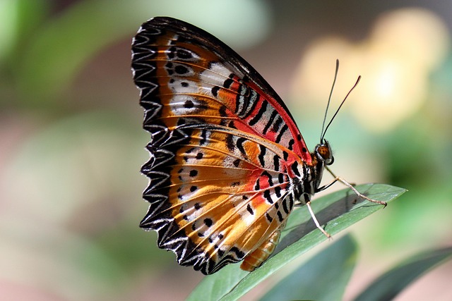 insect-640x480-56923920.jpeg