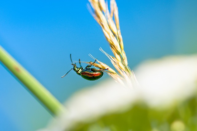 insect-640x480-67262680.jpeg