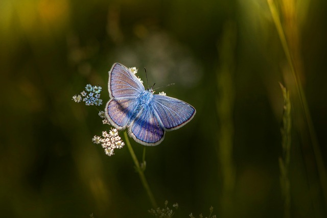 Eco-Friendly Psocid Solutions: Fast Response for Urgent Infestations