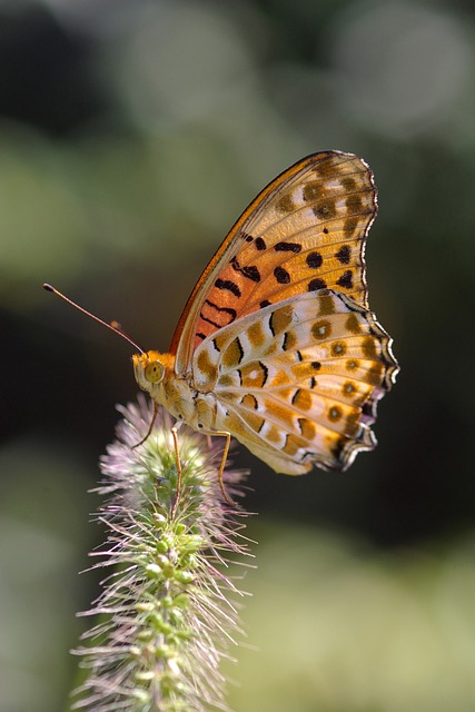 insect-640x480-82330042.jpeg