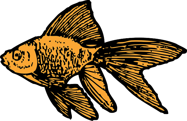 iot-enabled-fish-tanks-640x480-34396171.png