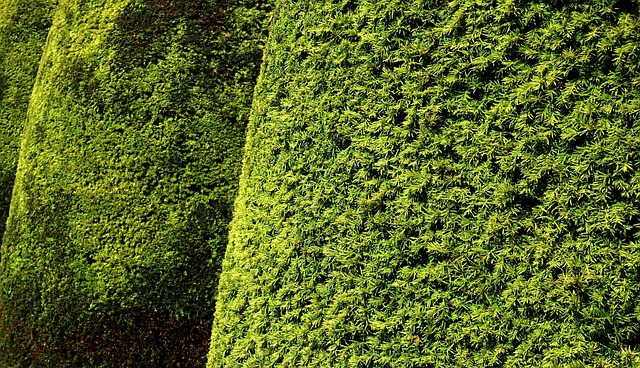 landscaping-640x480-4693829.jpeg