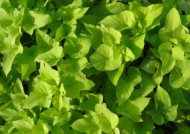 landscaping-640x480-61545150.jpeg