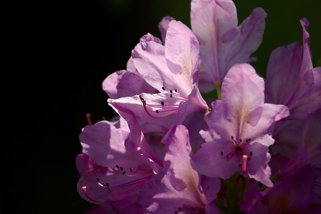 landscaping-640x480-72164074.jpeg