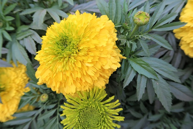 landscaping-640x480-77891317.jpeg