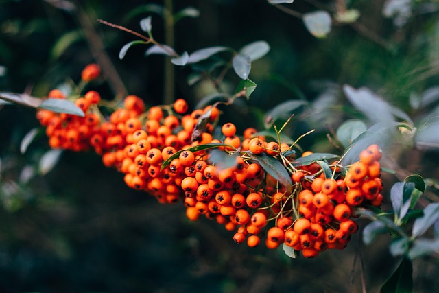 Designing Eco-Friendly Backyards: Native Plants for Harmony and Sustainability