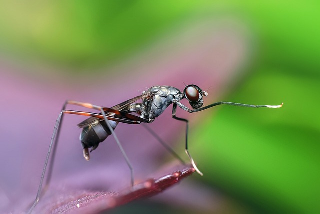 lanternflies-insect-640x480-17945744.jpeg