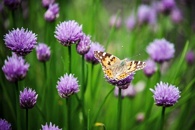 lanternflies-insect-640x480-54435444.jpeg