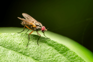 lanternflies-insect-640x480-64877845.png