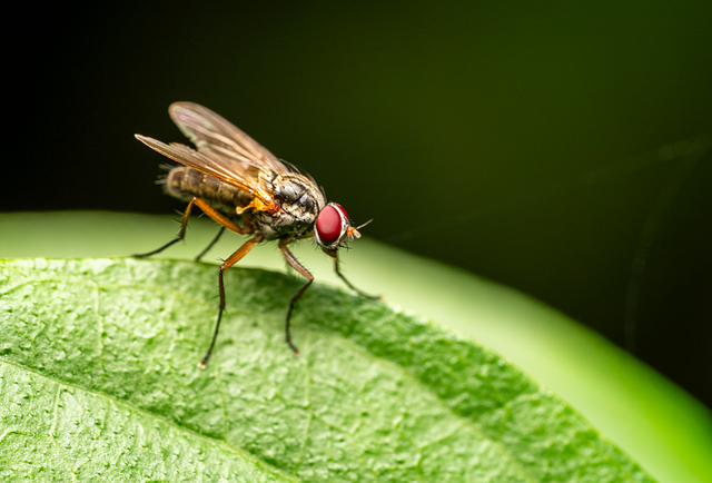 lanternflies-insect-640x480-64877845.png