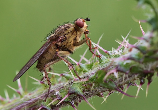 lanternflies-insect-640x480-67303379.jpeg