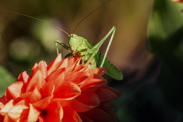 lanternflies-insect-640x480-81158087.jpeg