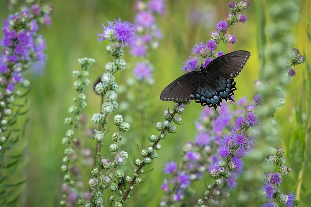 lanternflies-insect-640x480-93347399.jpeg