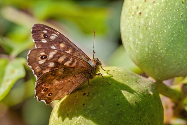 lanternflies-insect-640x480-9971737.jpeg