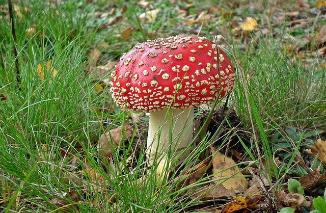 lawn