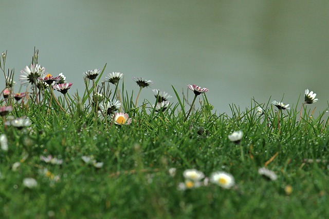 lawn